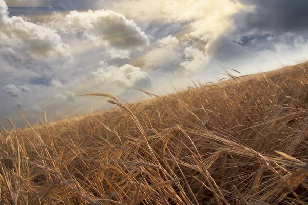 Field Wheat Cloudy Sky — Stock Photo, Image