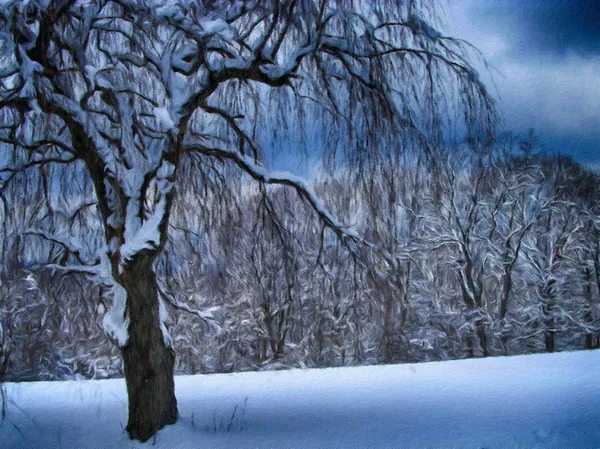 冬季公园里有雪的树 — 图库照片