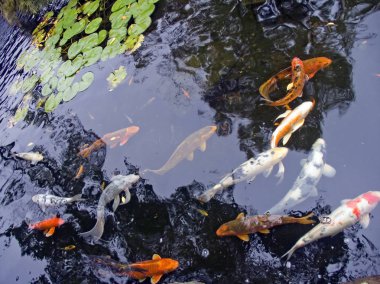 Bahçe havuzunda koi balığı