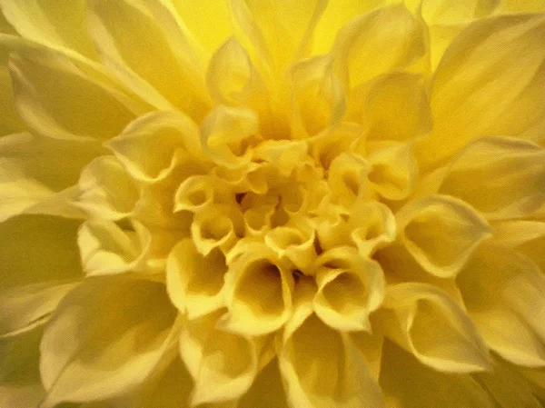 Belle Fleur Jaune Dahlia — Photo