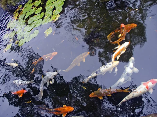 Peixe Koi Lagoa Jardim — Fotografia de Stock