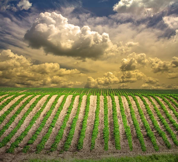 Paesaggio Agricolo Campo Righe Verdi — Foto Stock