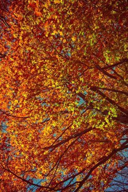 Güzel sonbahar akçaağacı