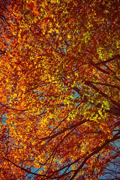 Bela Árvore Bordo Outono — Fotografia de Stock
