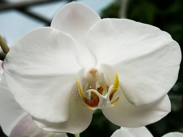 Närbild Vita Vackra Orkidéer — Stockfoto