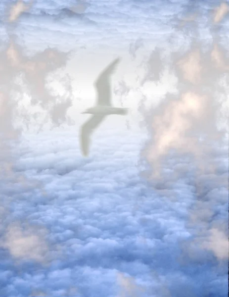 Білий Птах Хмарах — стокове фото