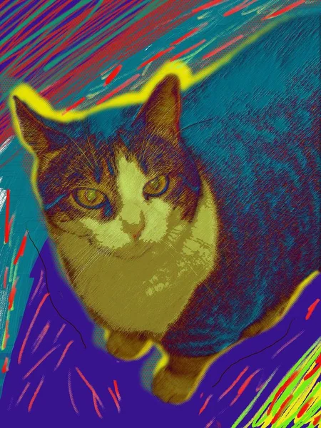Moderne Kunst Kleurrijke Kat — Stockfoto