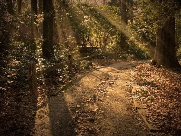 Orman Yolu Güneş Işınları — Stok fotoğraf