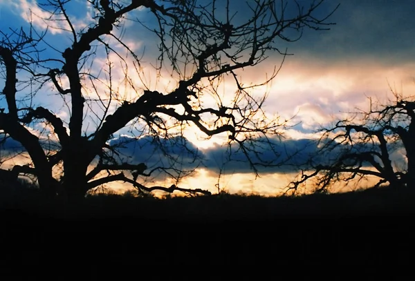 日没時の木の枝 — ストック写真