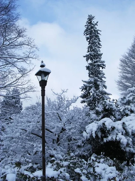 雪中的冬树 — 图库照片