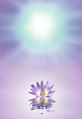 Lotus sakin su yüzeyi