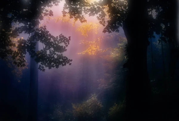 Peinture Automne Arbres Lumière — Photo