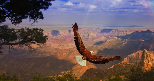 Águia Faz Voo Sobre Grand Canyon Eua — Fotografia de Stock