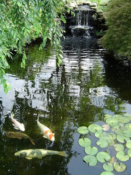 Peixe Koi Lagoa Tranquila — Fotografia de Stock