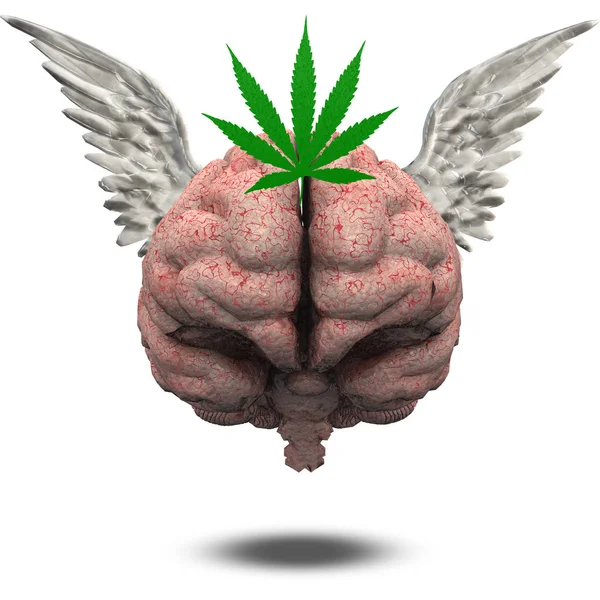 Cerebro Alado Con Hoja Marihuana —  Fotos de Stock