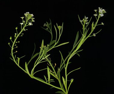 Küçük çiçekleri yeşil çim dalı.