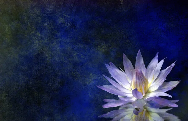 Lotus Blossom Texturerat Bakgrund — Stockfoto