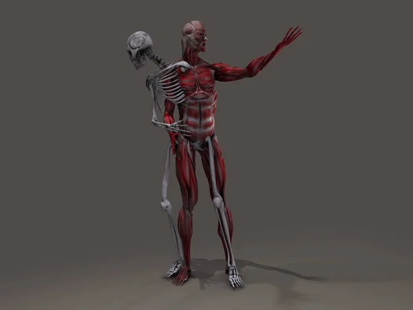 Esqueleto Interno Musculatura Homem Dividir — Fotografia de Stock