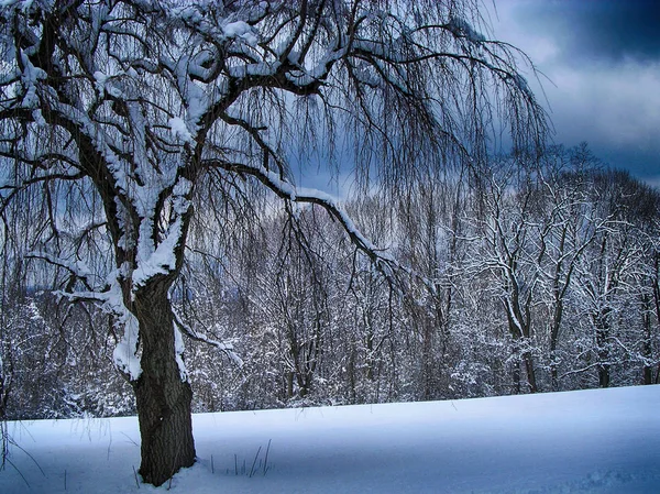 冬季公园里有雪的树 — 图库照片