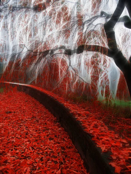 Escena Otoño Impresionista Hojas Rojas —  Fotos de Stock