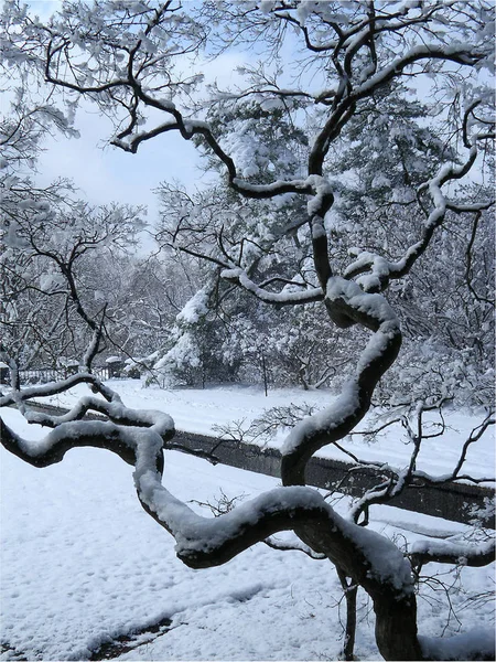冬季公园 树枝上的雪 — 图库照片