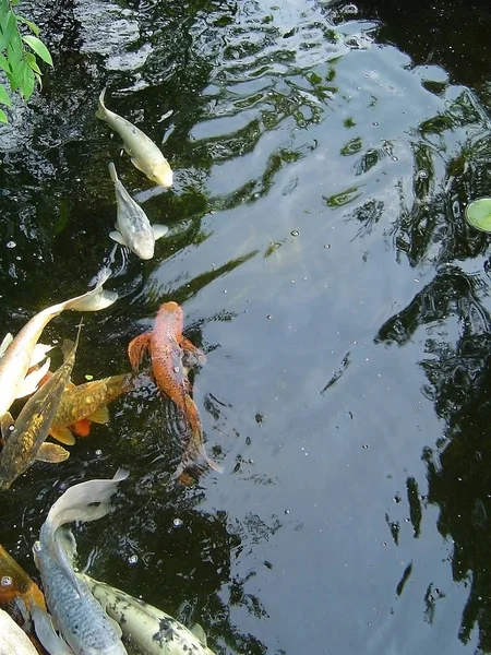 Peces Koi Ilustración Moderna Colorida Para Fondo —  Fotos de Stock