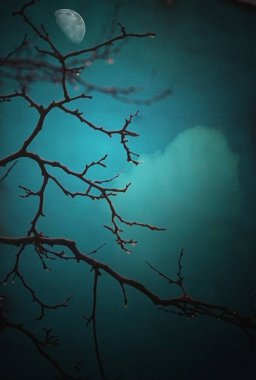 Su damlaları ile ağacı dalı. Ay.