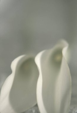 Two white callas buds closeup clipart