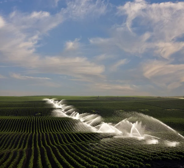 Field Irrigation Blue Sky — Stock Photo, Image