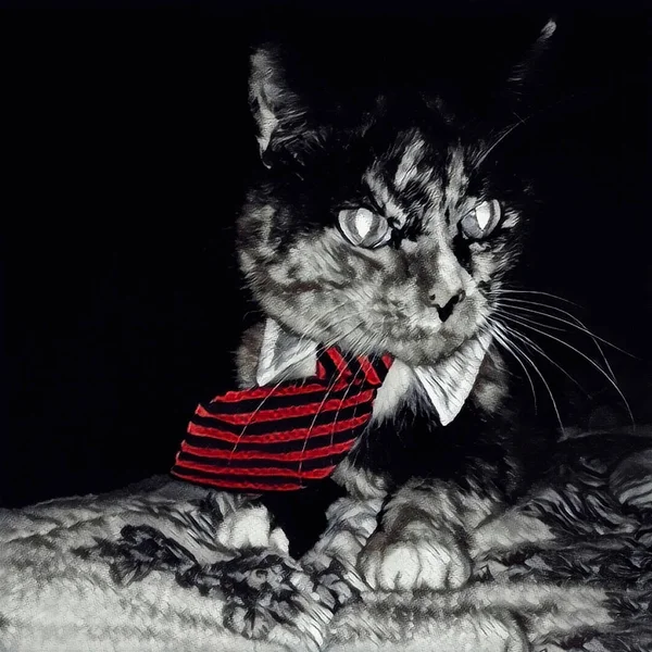 ลปะสม ยใหม แมวผ กไท — ภาพถ่ายสต็อก