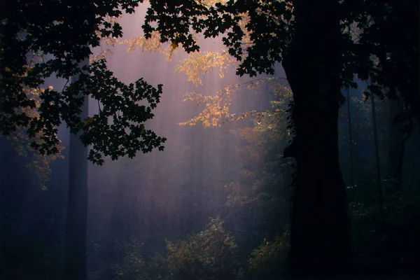 鮮やかな色の森の夜明け — ストック写真