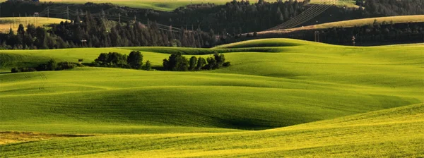 Zielone Amber Fields Łagodne Wzgórza Toczenia — Zdjęcie stockowe