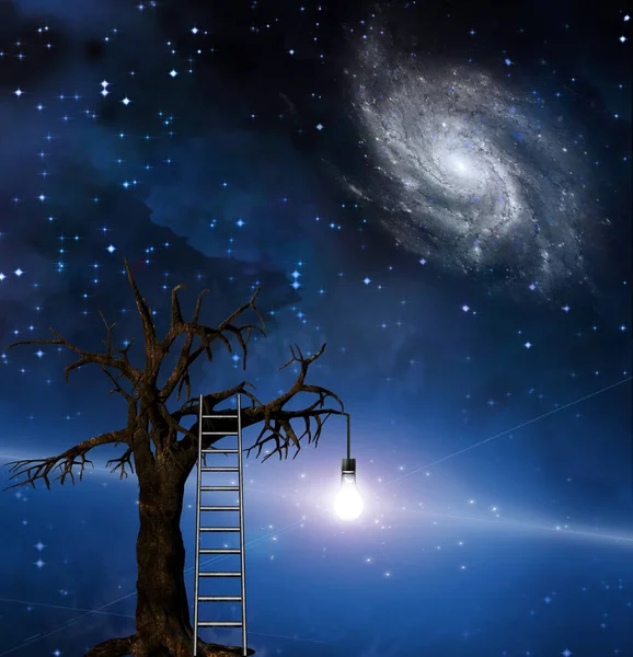 Ladder Leans Tree Wisdom — Stock Photo, Image