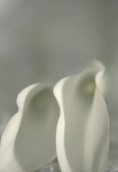 Two White Callas Buds Closeup — Stock Photo, Image