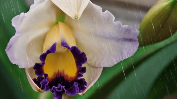 Iris Flower and flock of birds — Stock Video