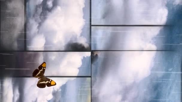 Schmetterling und Wolken — Stockvideo