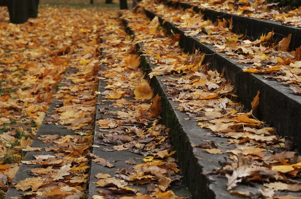Spadané Listí Schodech Parku — Stock fotografie