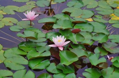 Nilüfer çiçek göl kenarında