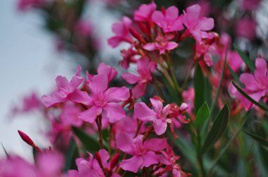 çiçek açan zakkum Güney