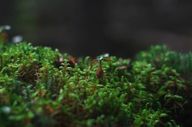 ormandaki bir bataklıkta moss