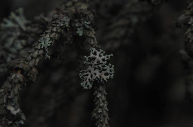 ormandaki bir bataklıkta moss