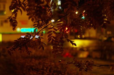 Ashberry akşam şehrin