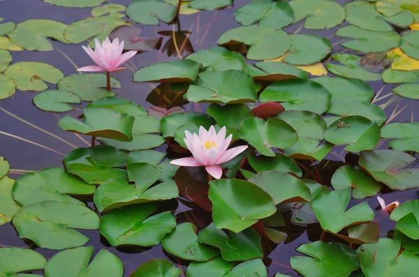 Nilüfer çiçek göl kenarında