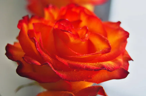 Róża Kwiat Przez Okno — Zdjęcie stockowe