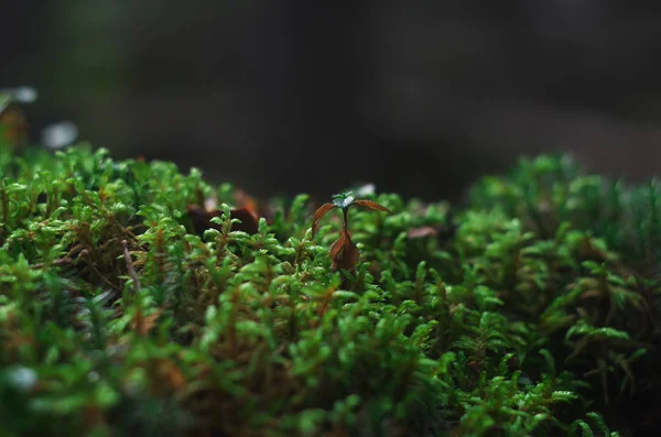 ormandaki bir bataklıkta moss