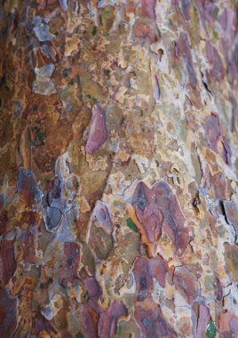 Çam kabuğu dokusu. Yüksek çözünürlük