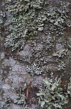 Ağaç kabuğu dokusu. Yüksek çözünürlük.