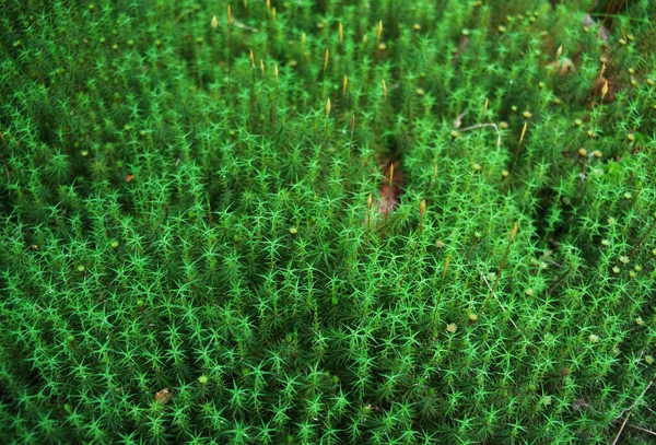 Ormanda Yeşil Yosun Ile Kaplanmış Taş — Stok fotoğraf