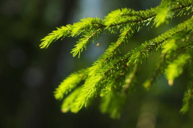 Köknar ağaçlarının genç filizleri baharda yetişir.