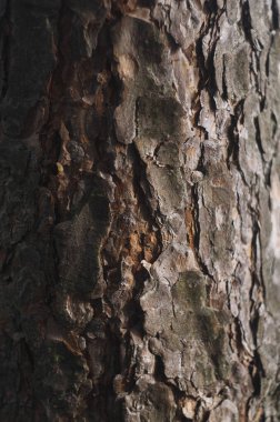 Ağaç kabuğu dokusu. Yüksek çözünürlük